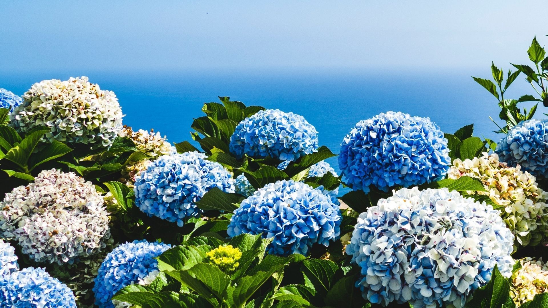 50 of the most gorgeous flowers in the world and what they symbolise