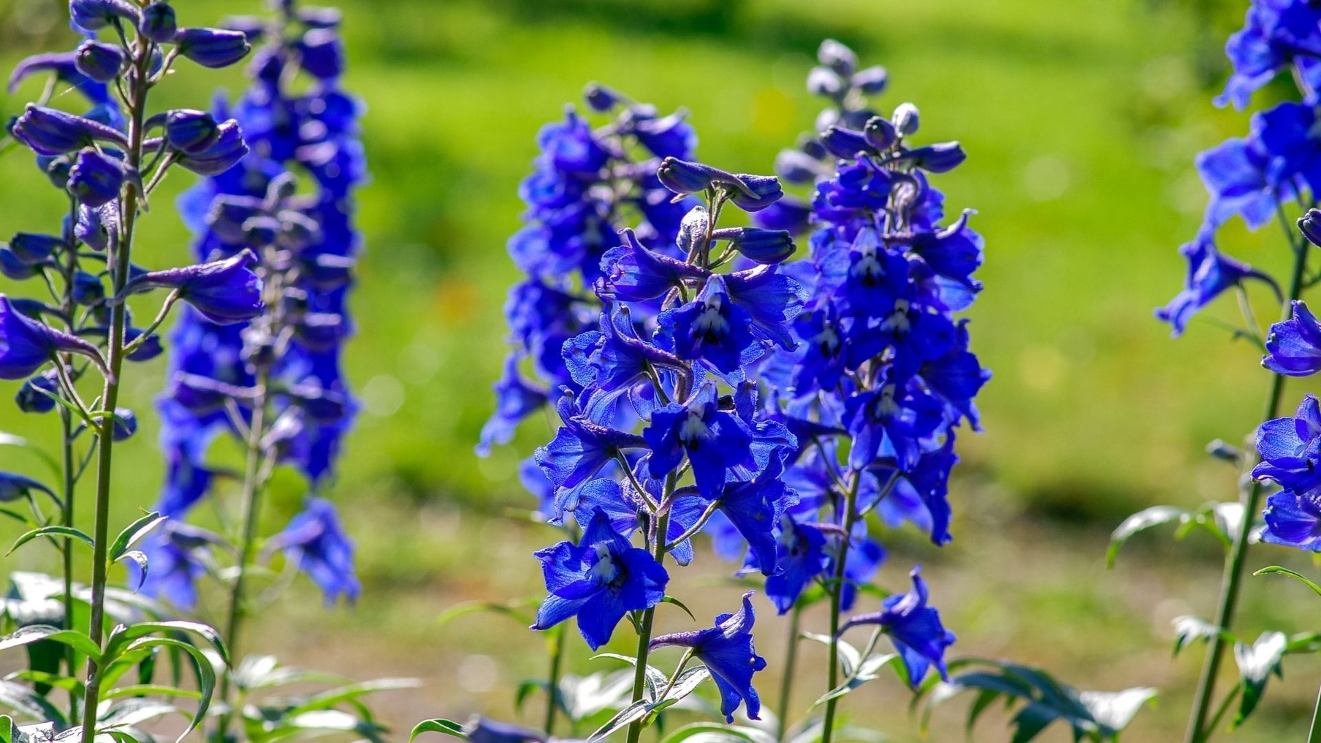 Delphinium flower