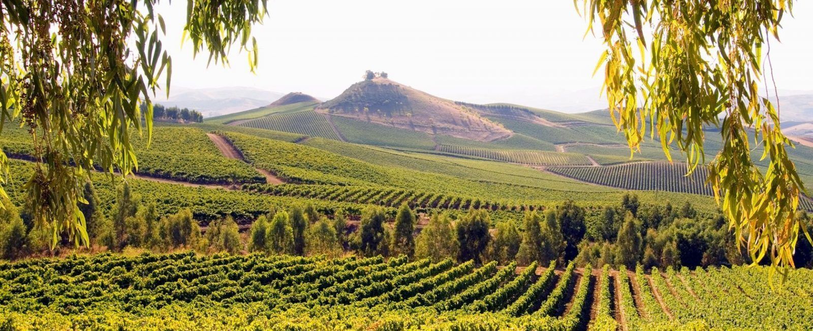 Italy’s lesser-known wine regions that need to be on your radar