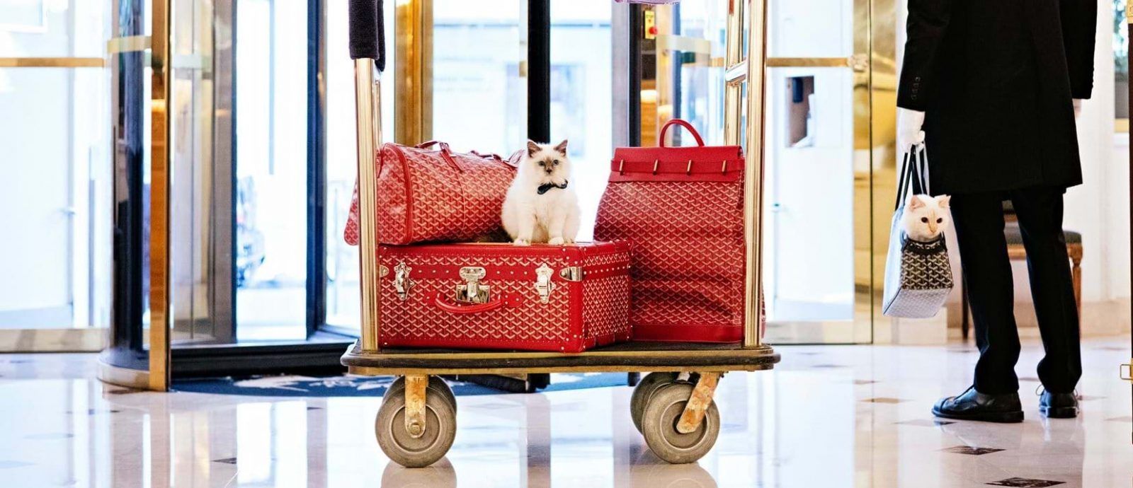 Luxury hotels around the world with adorable animals in residence