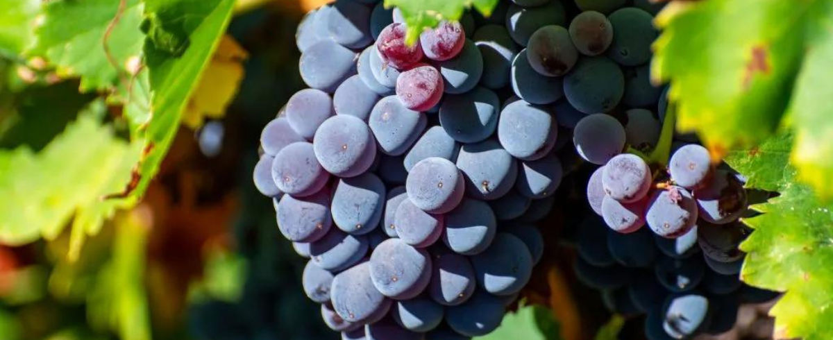 Everything you need to know about Carignan