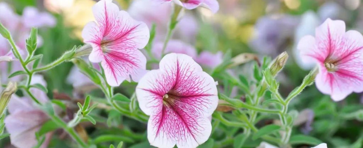 How to grow and care for Petunias, which thrive in everything from containers to garden beds