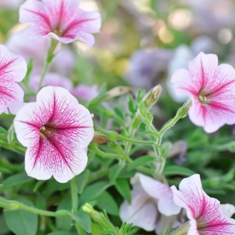 How to grow and care for Petunias, which thrive in everything from containers to garden beds