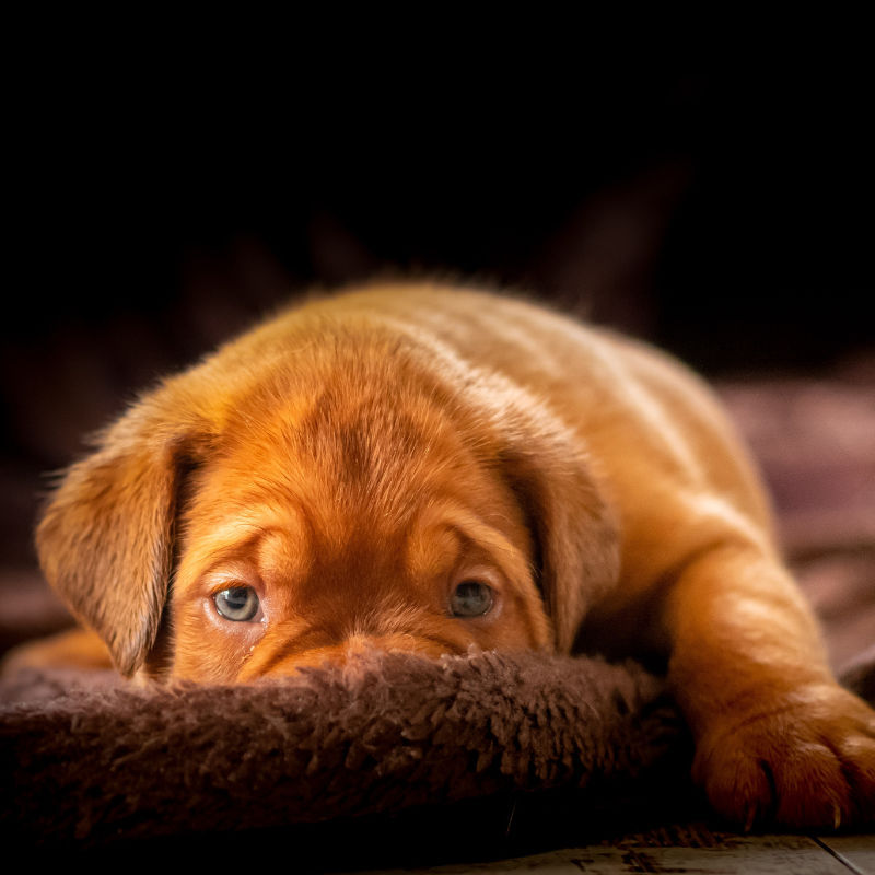 7 common things that actually scare your pets, according to veterinarians