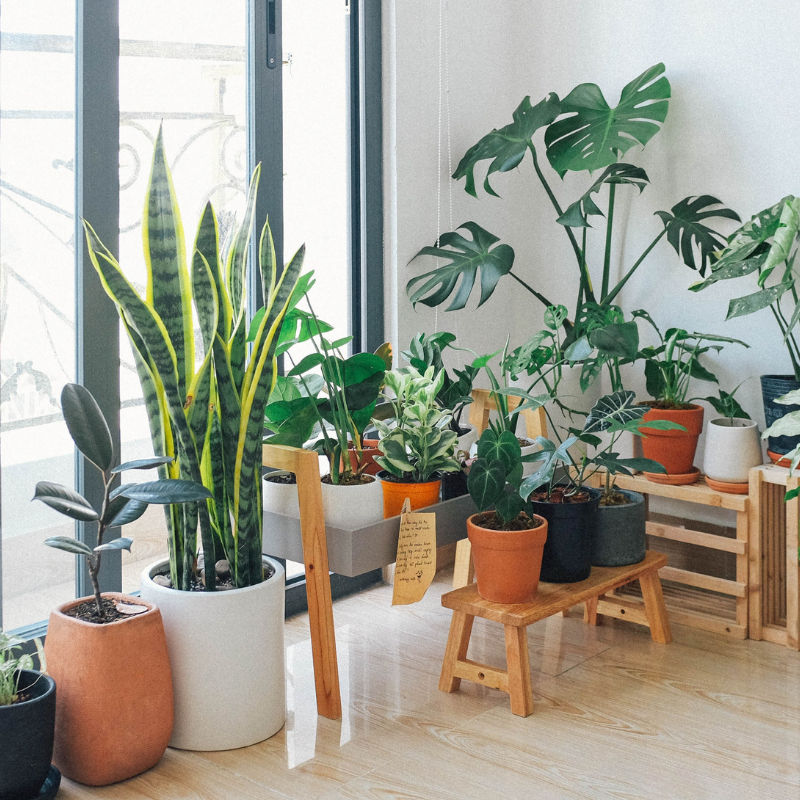 8 air purifying indoor plants and where to buy them in Malaysia