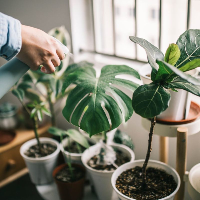 Houseplants won’t really purify the air in your home—but there are plenty of other benefits to owning them