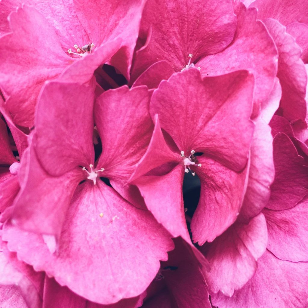Firmenich creates fragrance inspired by the 2023 Colour of the Year