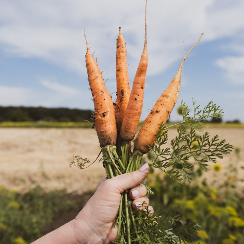 7 carrot benefits that prove it’s a powerhouse veggie to add to your diet