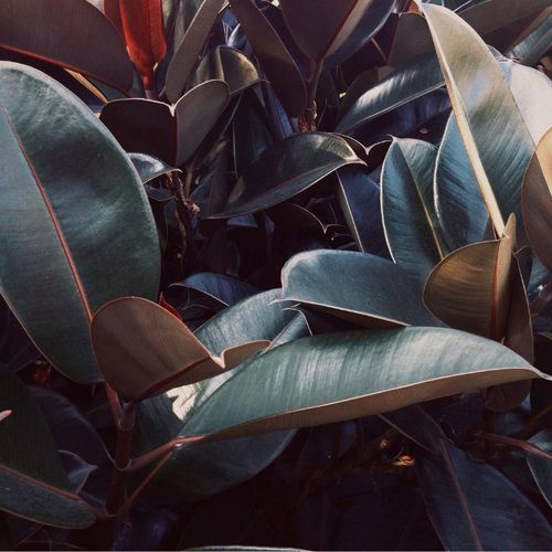 The best vastu money plants for your home that draws wealth and success