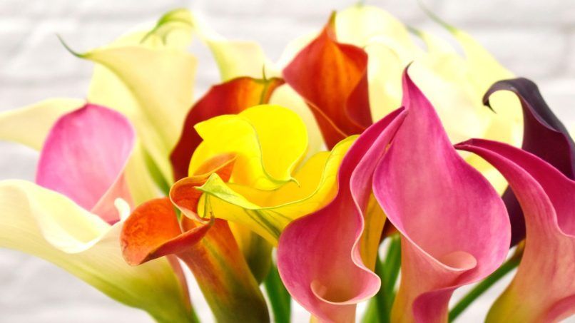 Unique Flowers To Gift On Valentine's Day