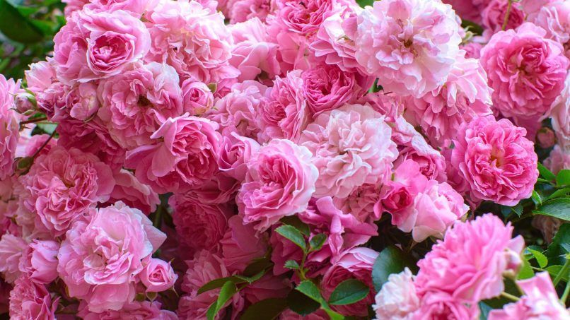 Bouquets For Special Day