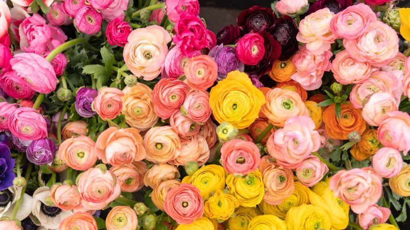 Bouquets For Special Day