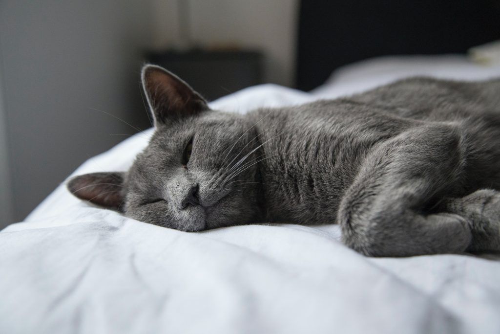 Russian Blue