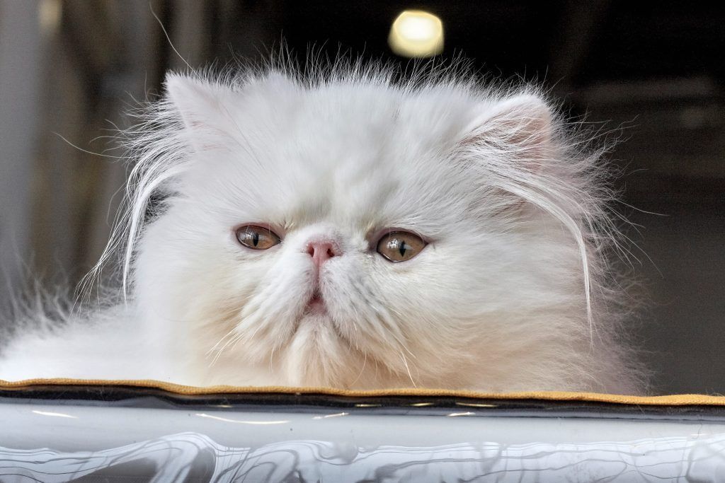 cat breed