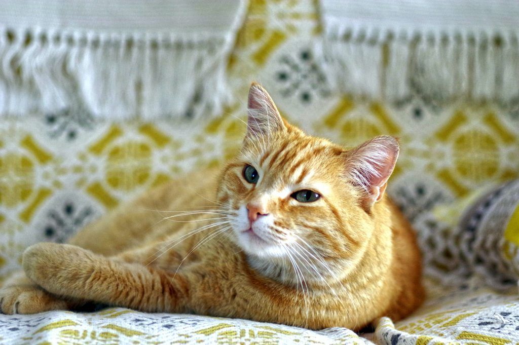 cat breed for your zodiac