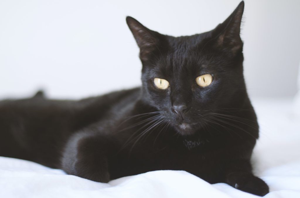 cat breed for your zodiac
