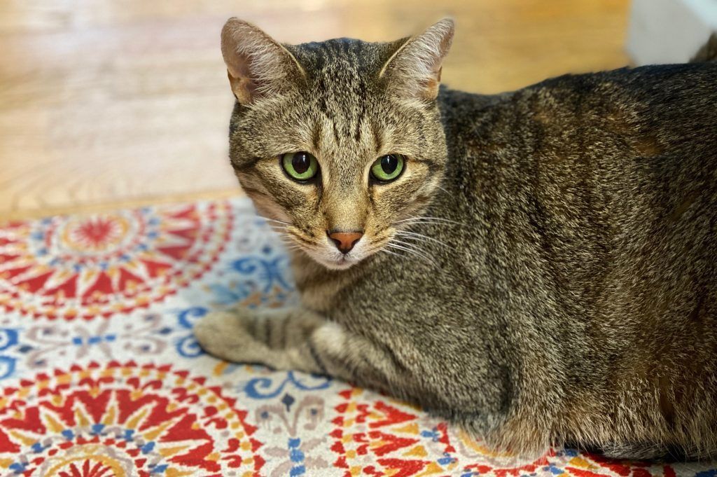 cat breed for your zodiac