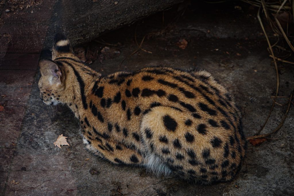 cat breed for your zodiac