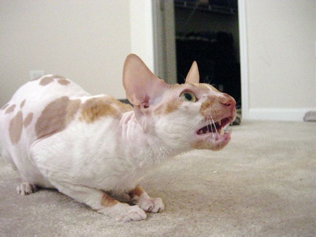 cat breed for your zodiac