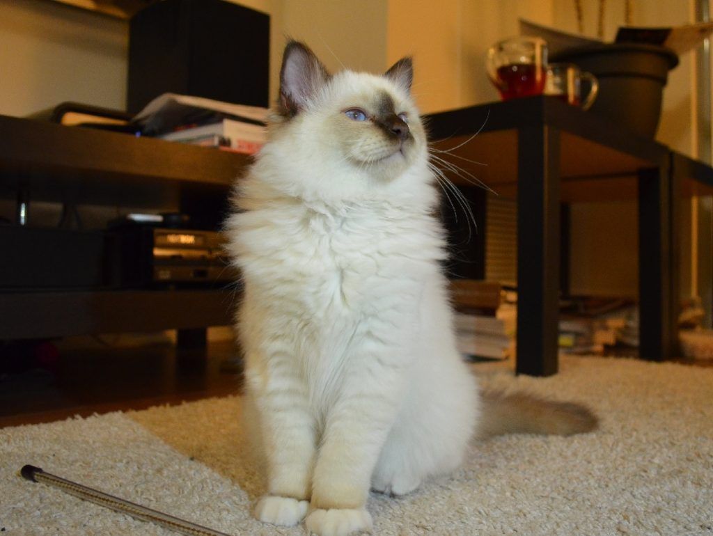 cat breed for your zodiac