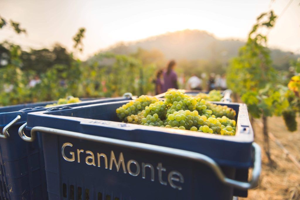 Grapes Harvest Season