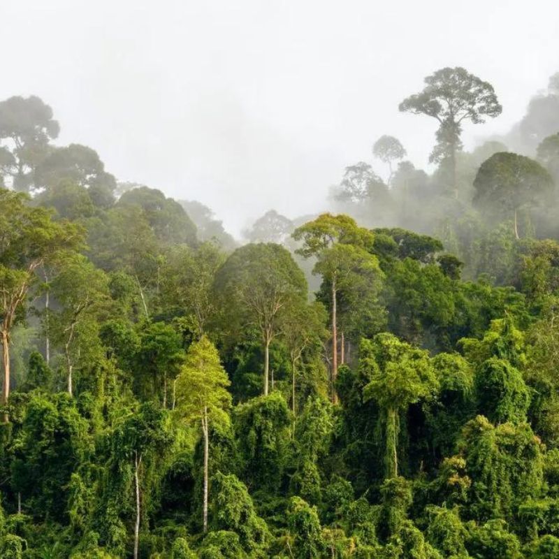 马来西亚最好的豪华热带雨林度假村，你可以去“森林浴”