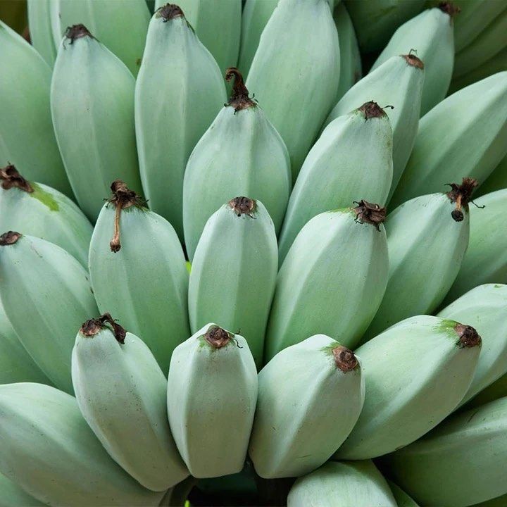 Blue bananas are a thing -- here's what they taste like - Vimarsana News