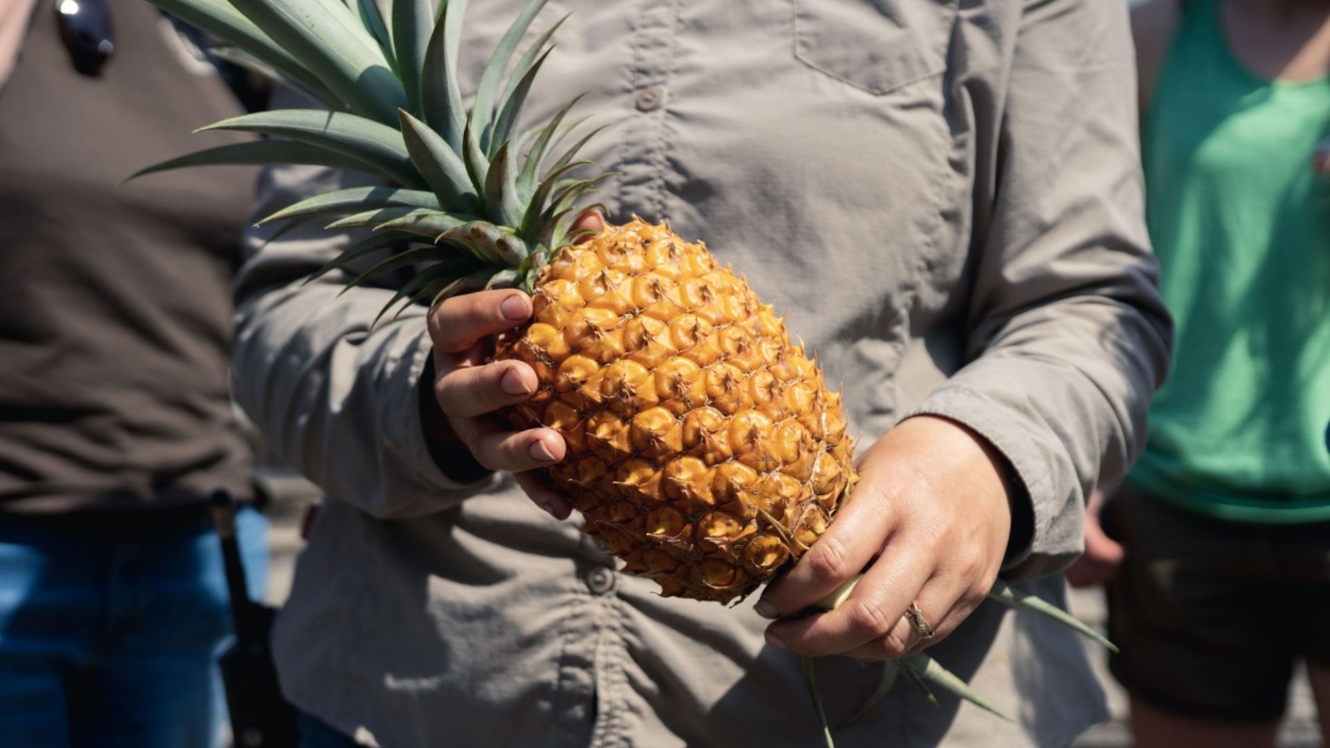 цветок похожий на ананас. дорогой ананас. дорогой ананас. дорогой ананас. дорогой ананас.