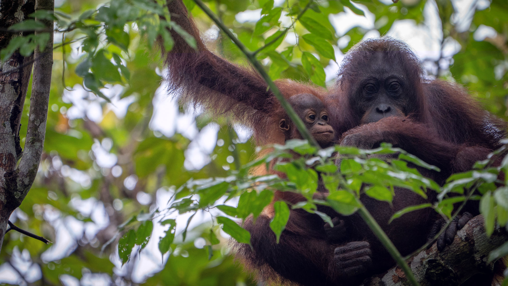 Exclusive interview: Reduce carbon emissions with WWF's Sophia Lim