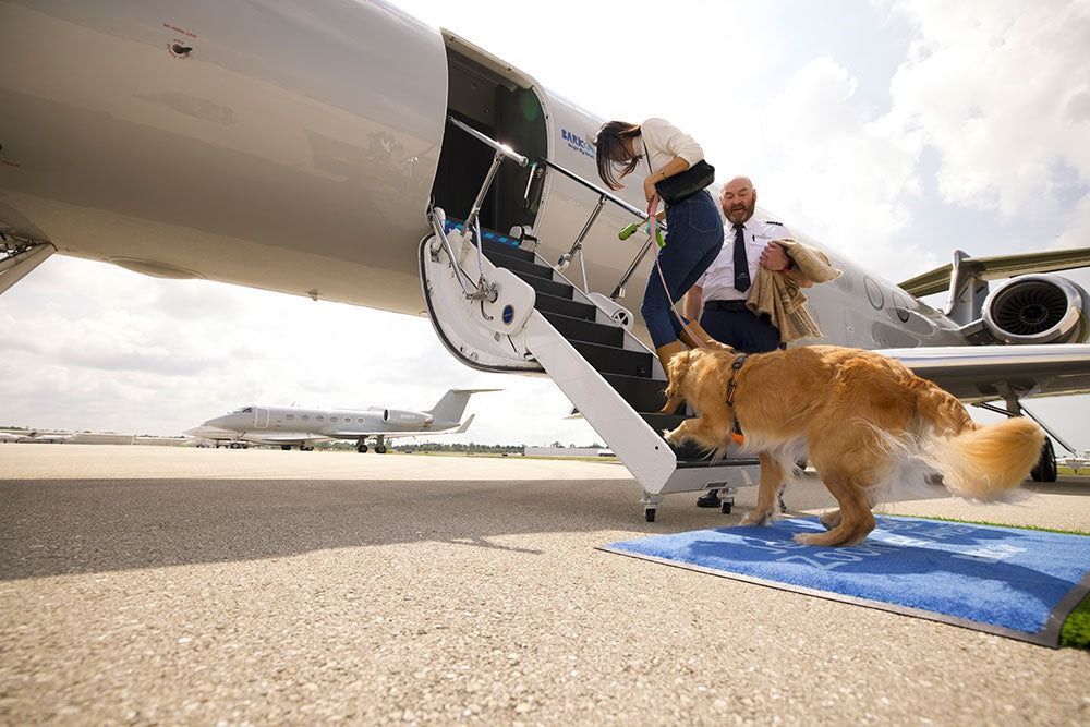 总部位于纽约的巴克航空 (BARK Air) 为坐飞机的狗狗提供服务