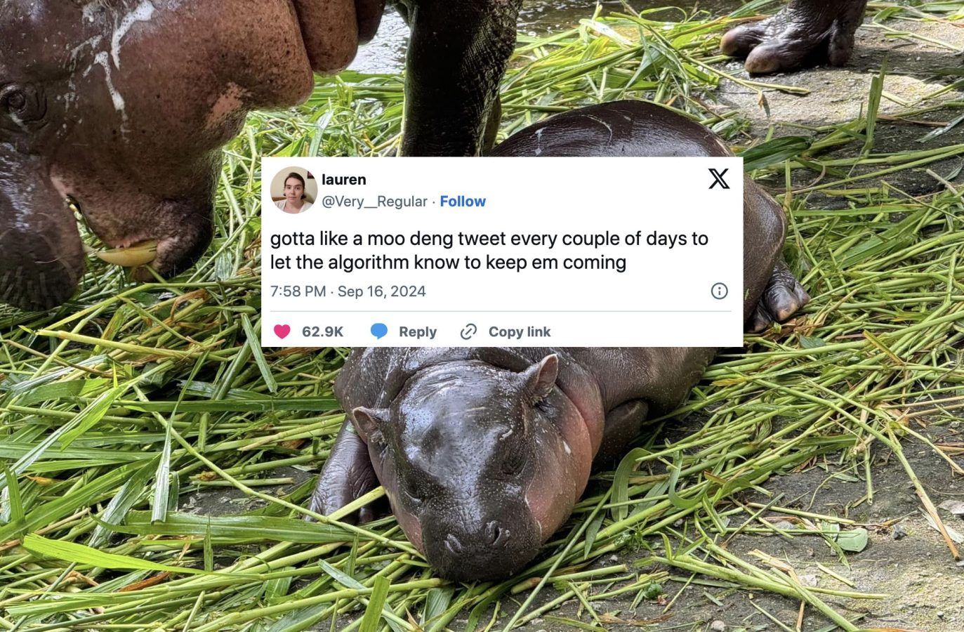 The Best Memes And Reactions About Thai Hippo Moo Deng – PrestigeOnline ...