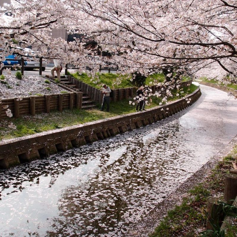 2025年在日本观看日本樱花的完美季节 – 马来西亚的声望