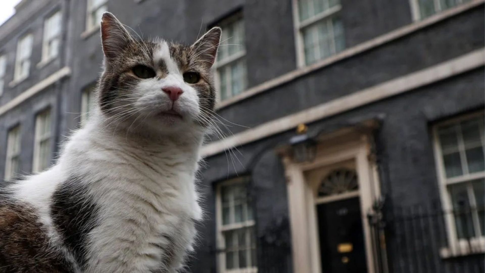 Larry the cat marks 15 years at 10 Downing Street