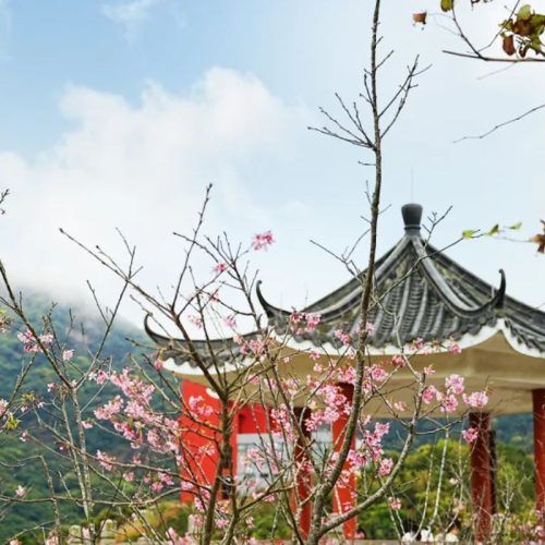 Experience secret sakura in Shenzhen: Where to go before spring ends