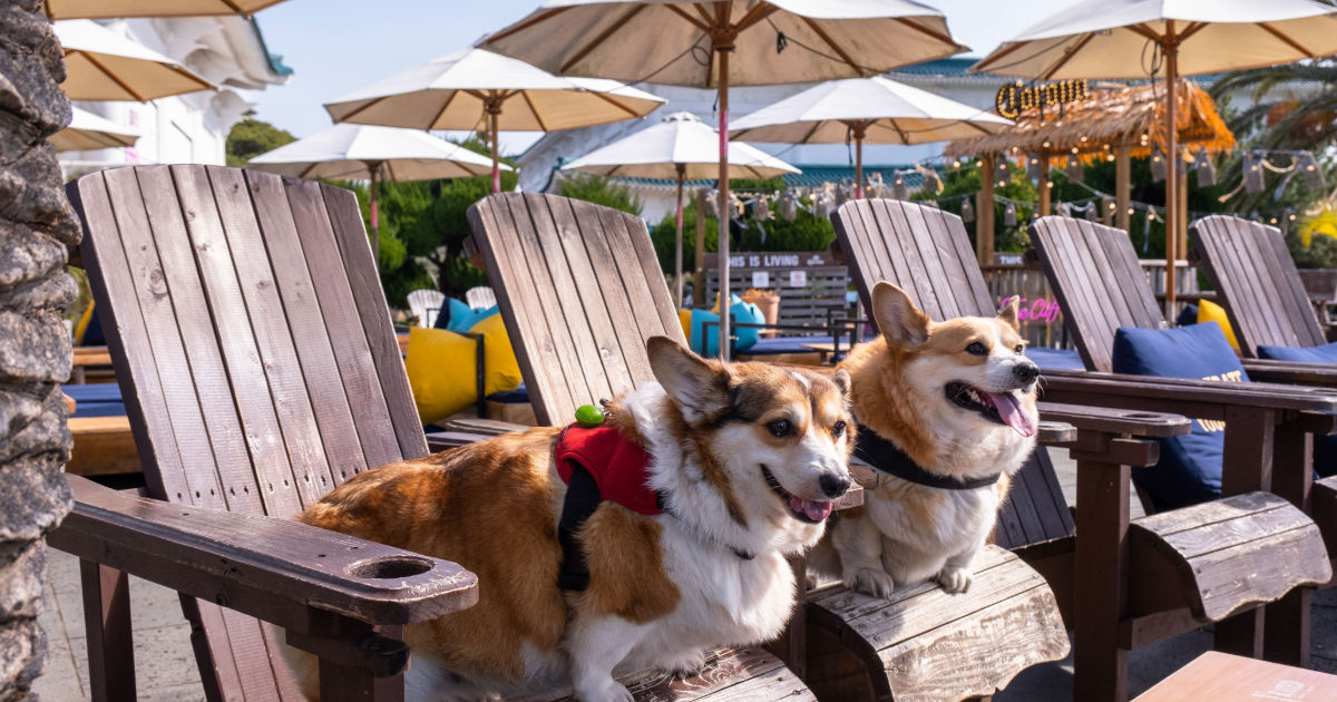 5 pet-friendly hotels that take travelling with your fur baby seriously