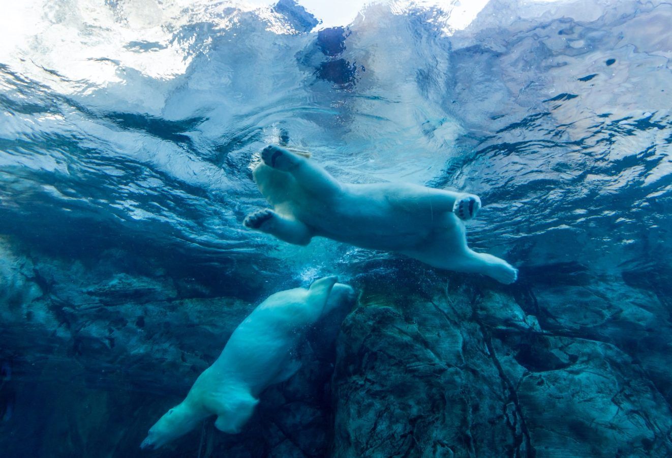 Climate change: Polar bears could face extinction by 2100