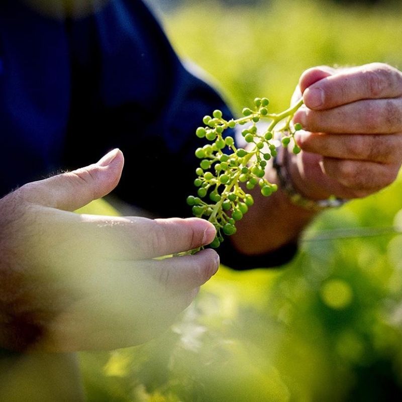 Will you buy the Bordeaux 2019 vintages as futures? A longtime wine journalist breaks down the wines