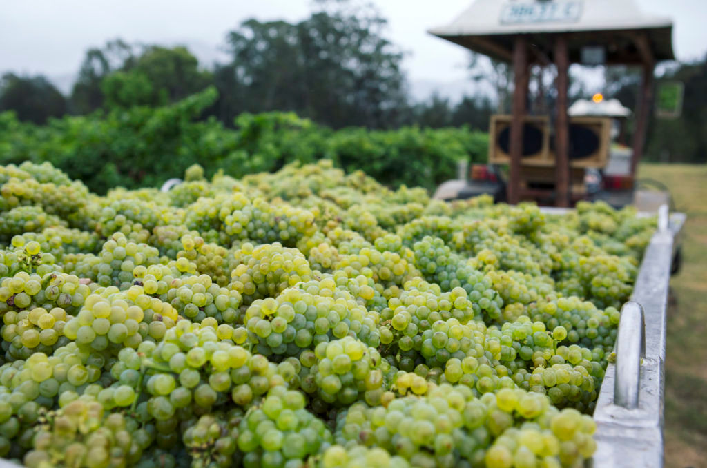 Sémillon wines from Hunter Valley capture the Australian summer in a bottle
