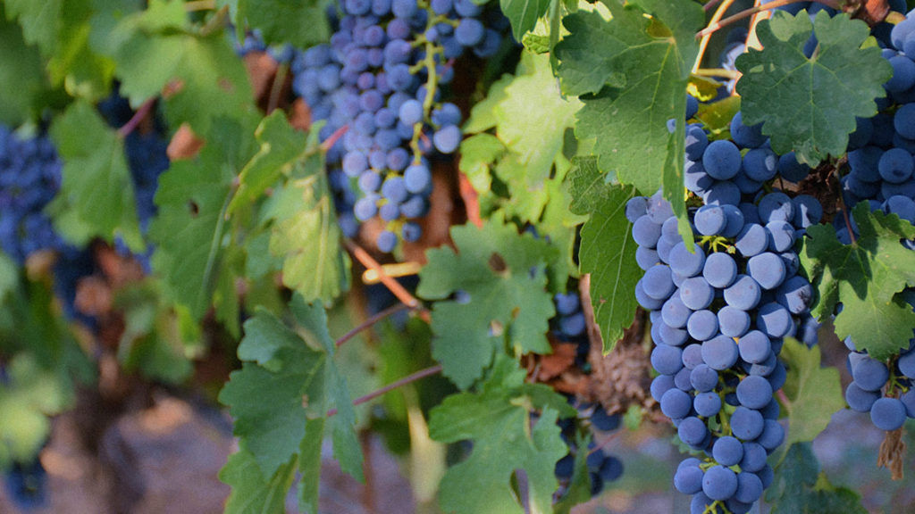 China or Bordeaux? Wine critic James Suckling reports from a blind tasting of 12 wines