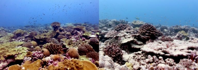 Studies show that corals can bounce back from bleaching