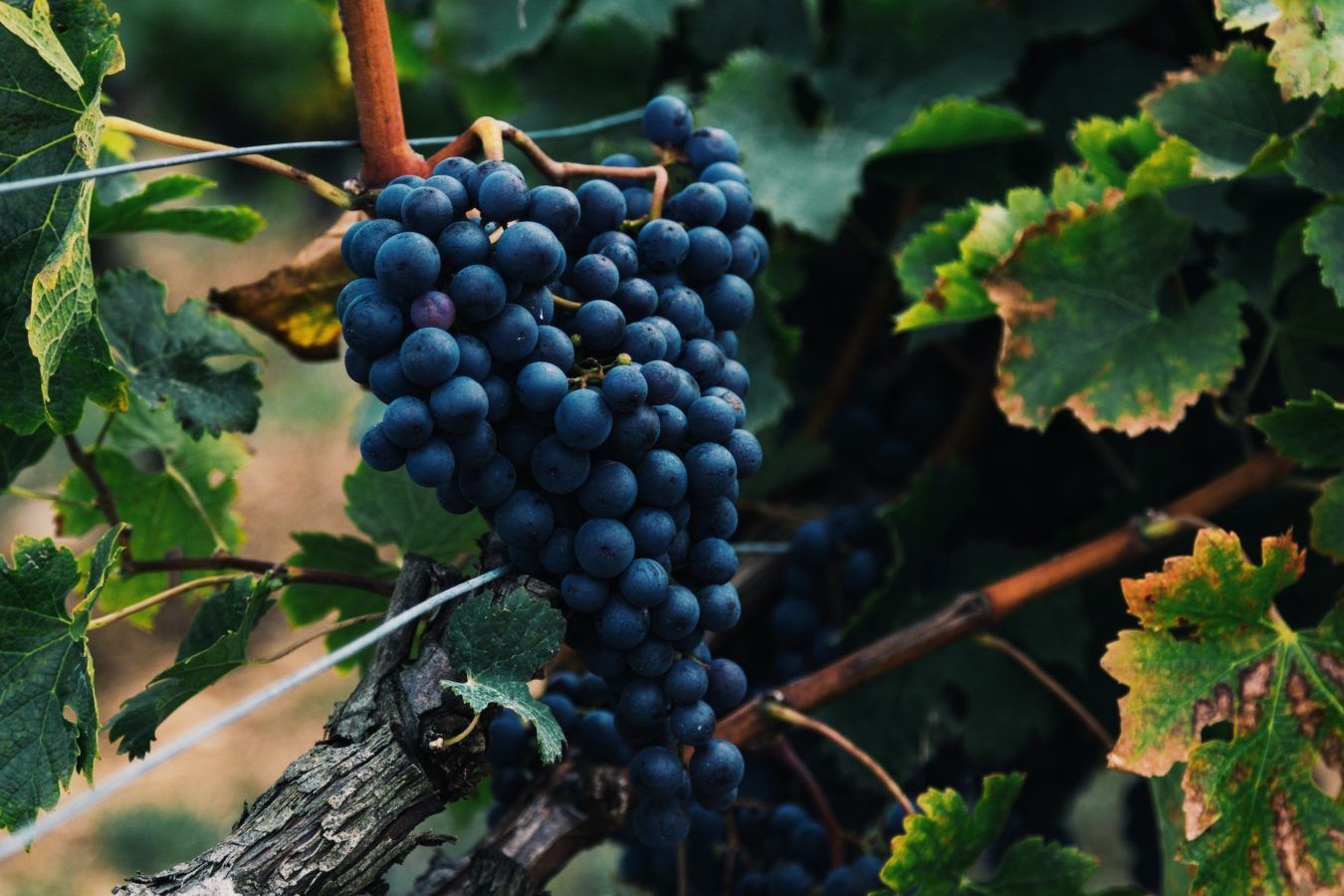 How traits in some grape varieties could help wine withstand climate change