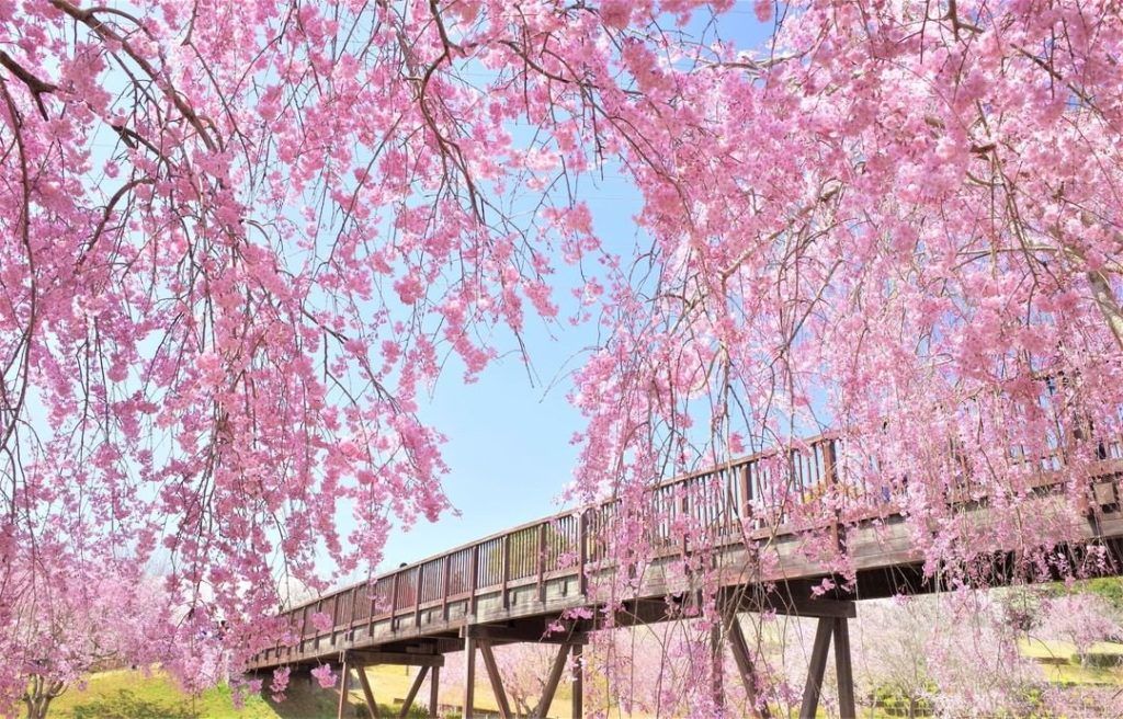 Basho Wayfarer, Japan