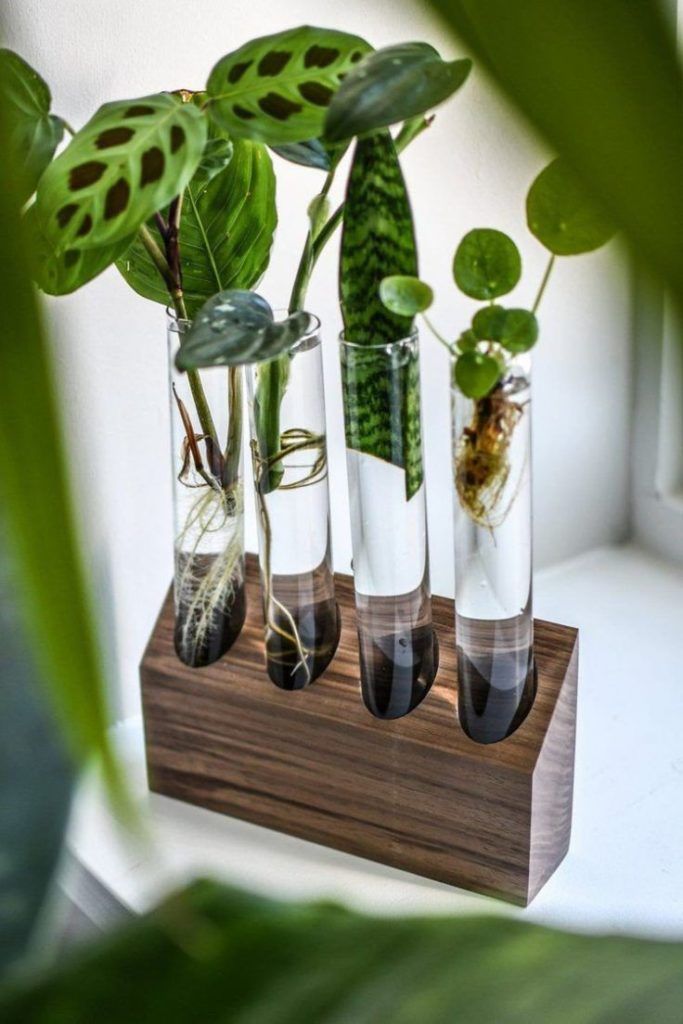 How to grow an indoor water garden