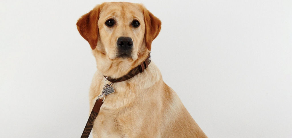 Designer dog collars you can actually get for your pet