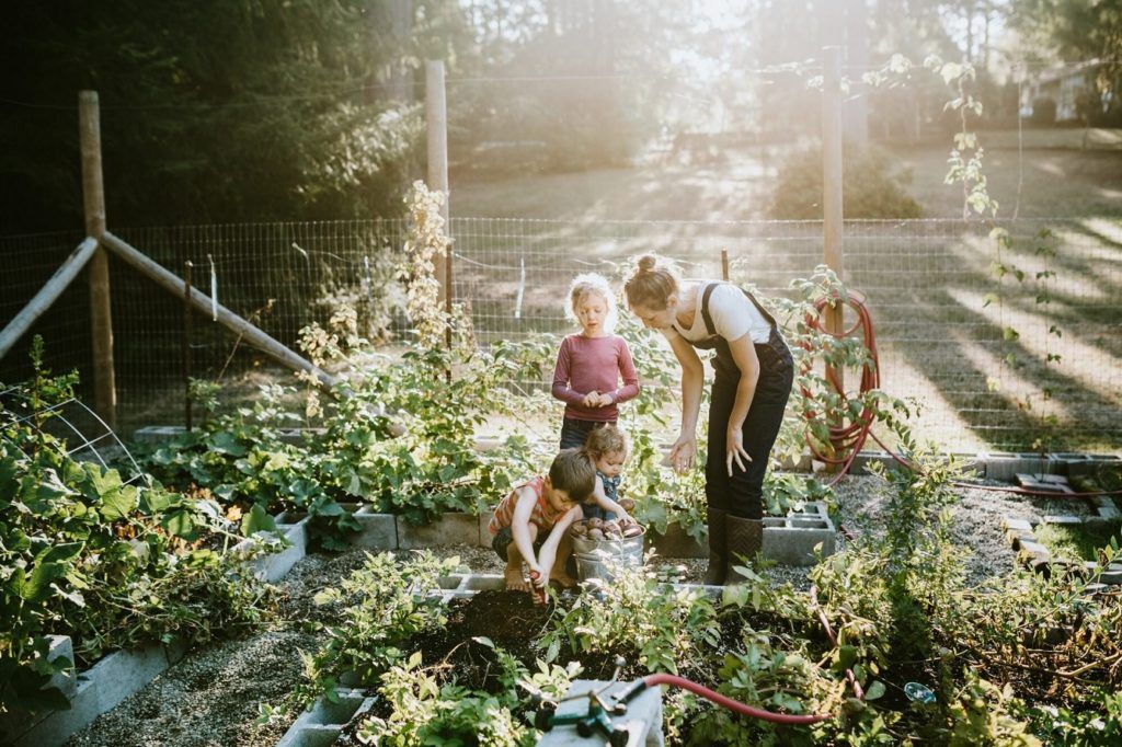 How to keep maggots and flies out of your vegetable garden
