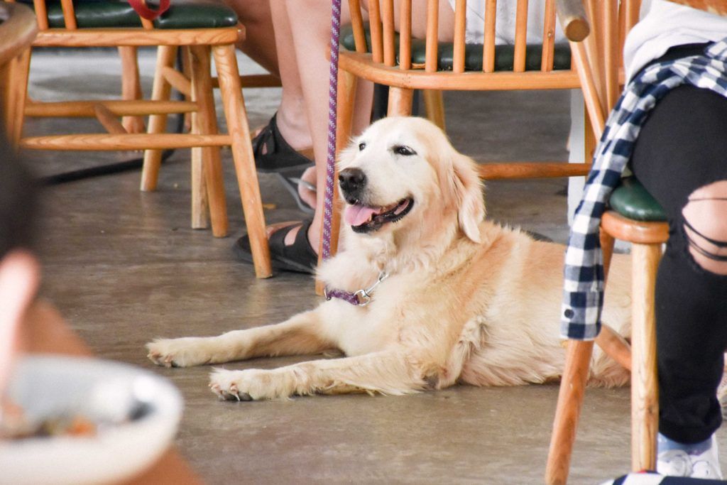 10 pet-friendly cafes in Singapore for your furry friend