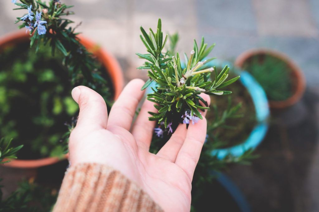 10 low-maintenance edible plants you can grow in your condo balcony