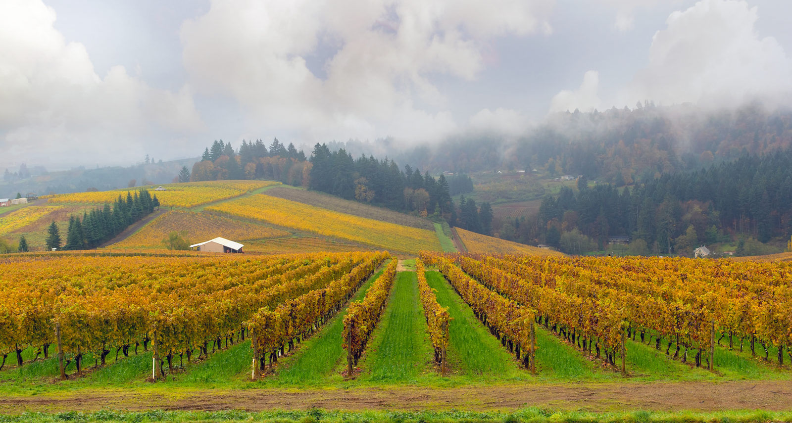 Pacific Pinot Noirs and Chardonnays: The Best Oregon Wines