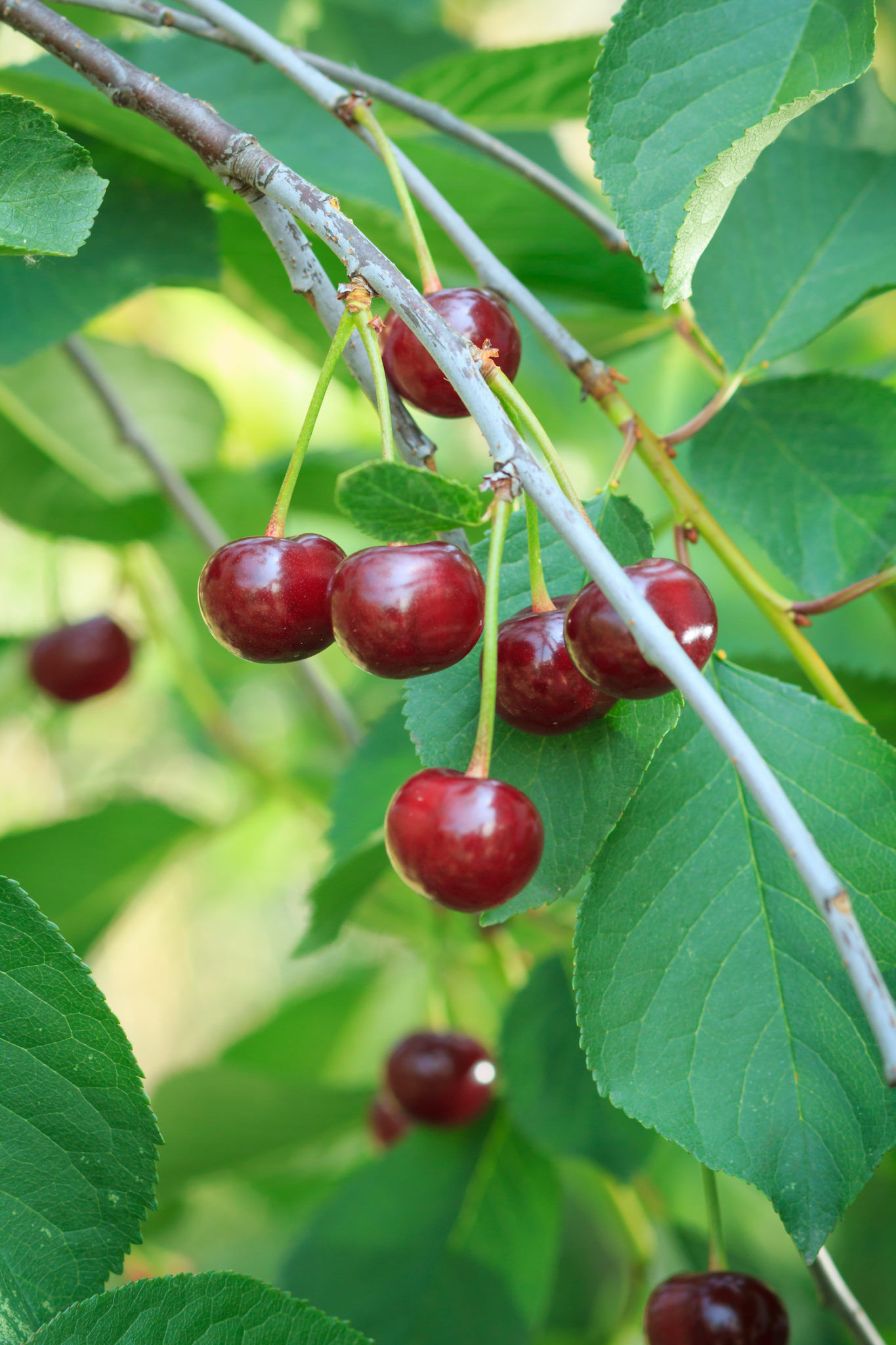 Your new skincare saviour: The powerhouse ingredient behind Diamond Cherry