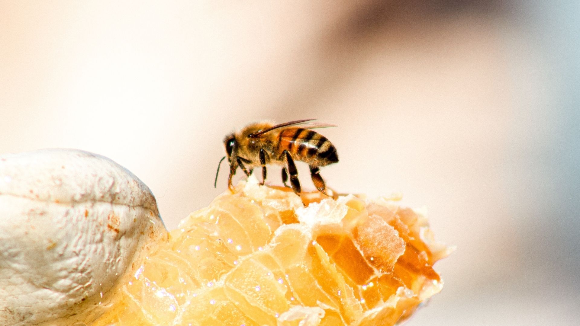 Bizarre facial treatments: Bee sting facial